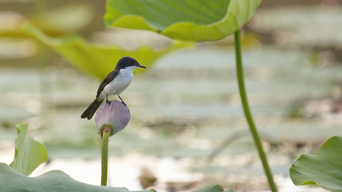Paperbark Flycatcher - ML645325044