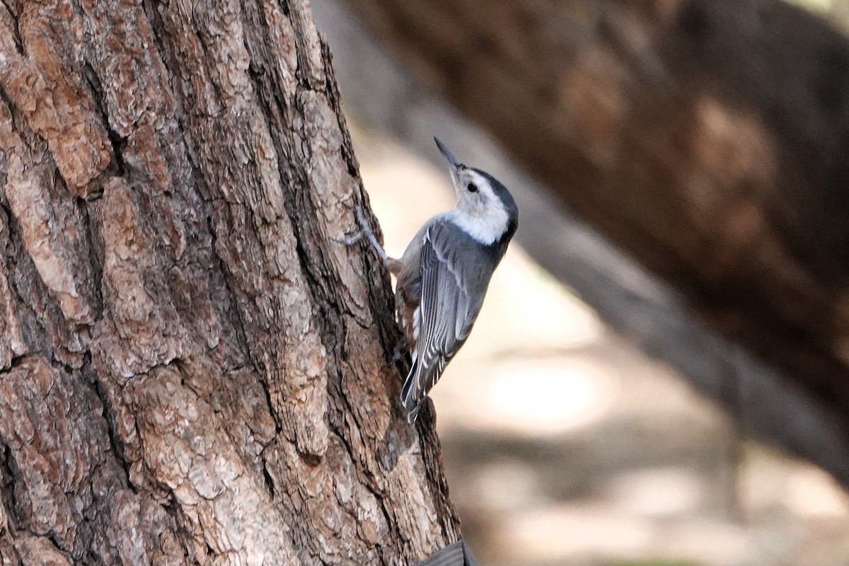 White-breasted Nuthatch - ML645325045
