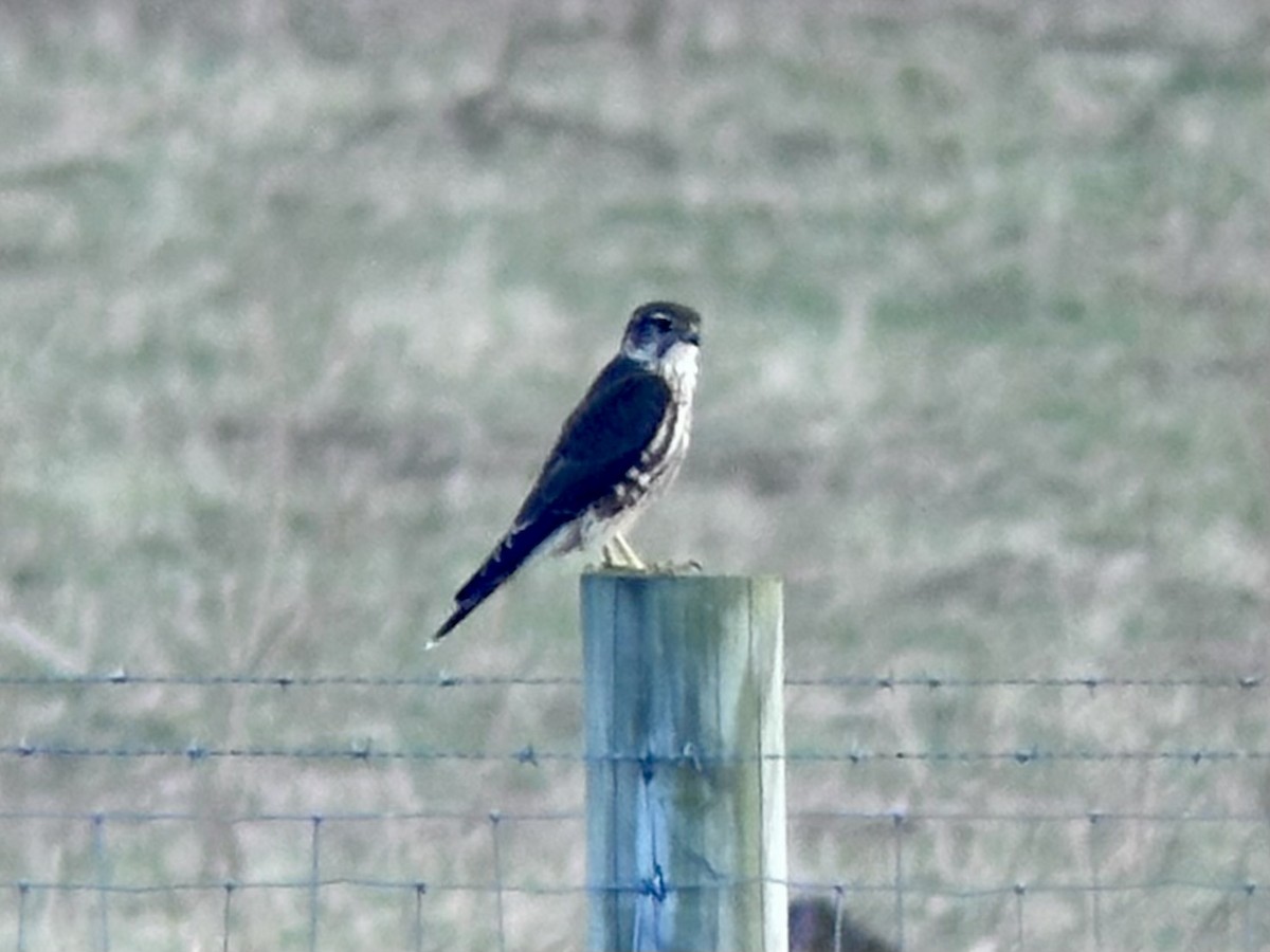 灰背隼 - ML645325046