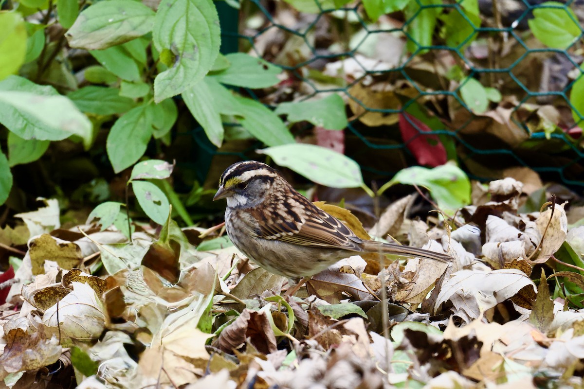 White-throated Sparrow - ML645325047