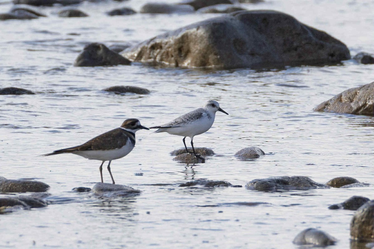 Killdeer - ML645325048