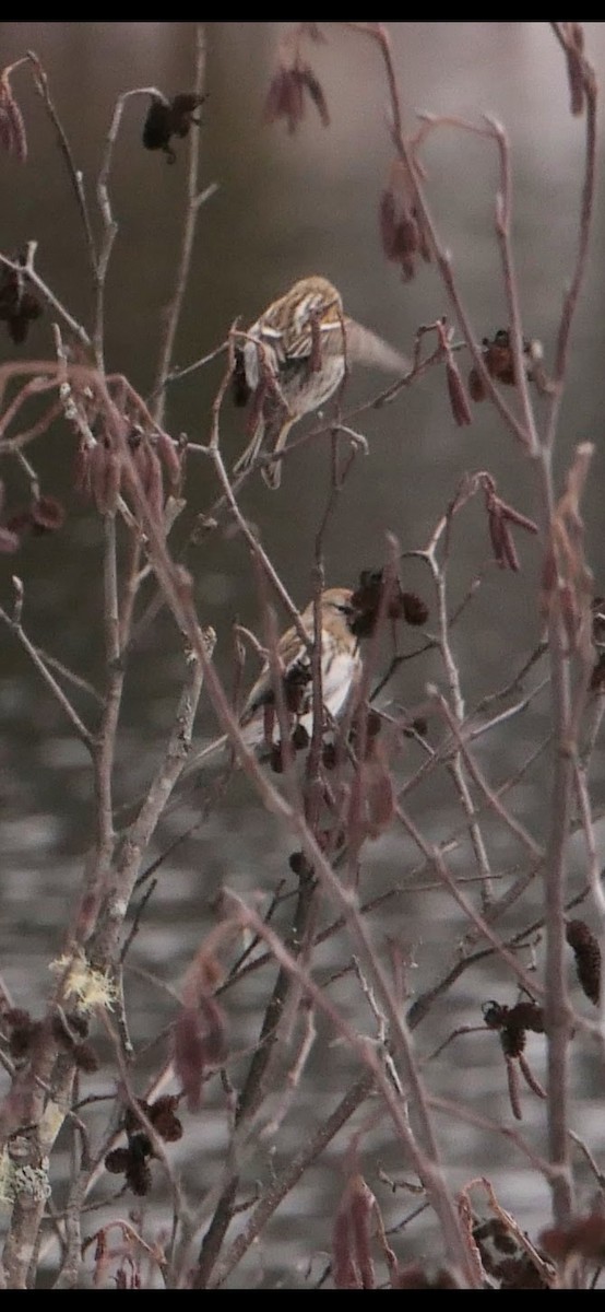 普通朱頂雀 - ML645325049