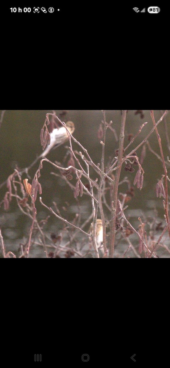 普通朱頂雀 - ML645325050