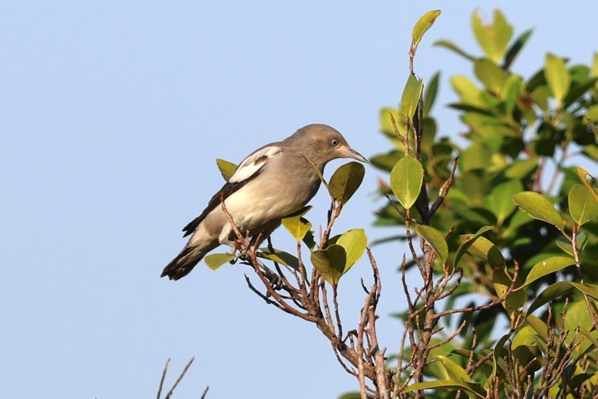 灰背椋鳥 - ML645325051