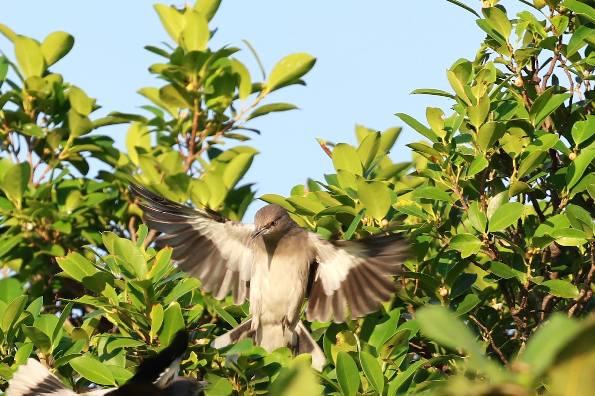 灰背椋鳥 - ML645325052