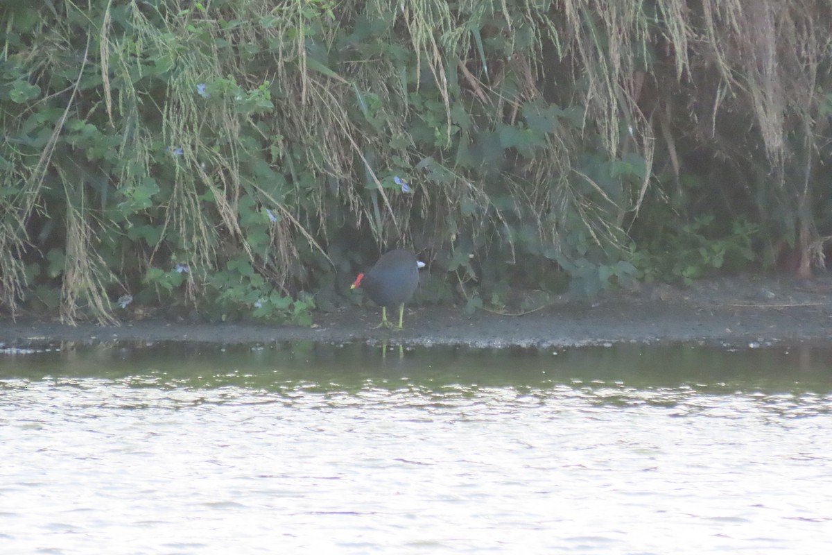 Common Gallinule - ML645325053