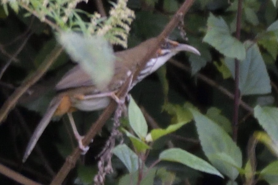 Spot-breasted Scimitar-Babbler - ML645325054