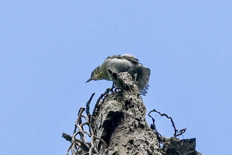 Rand's Warbler - ML645325055