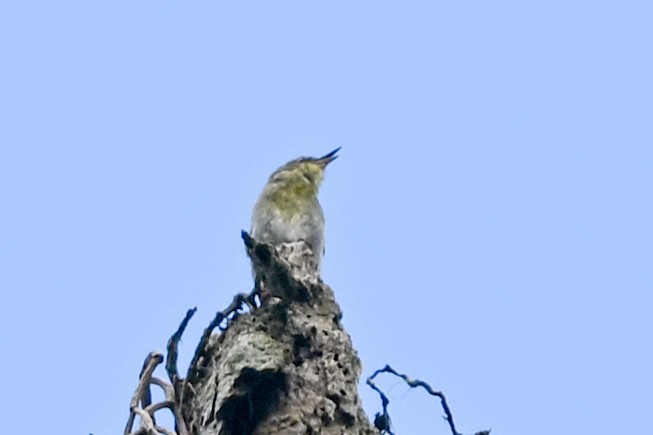 Rand's Warbler - ML645325056