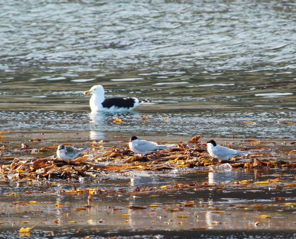 South American Tern - ML645325058