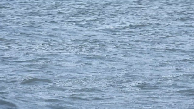 Küçük Martı - ML645325059