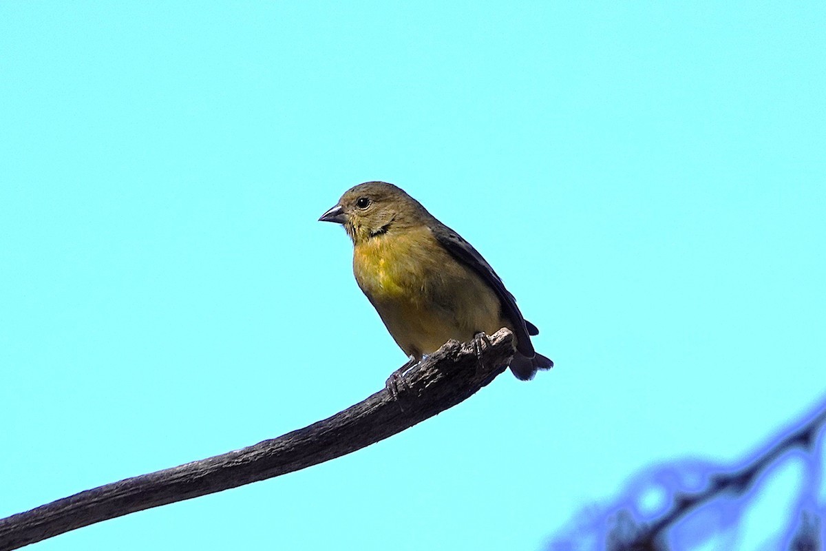 Lesser Goldfinch - ML645325060