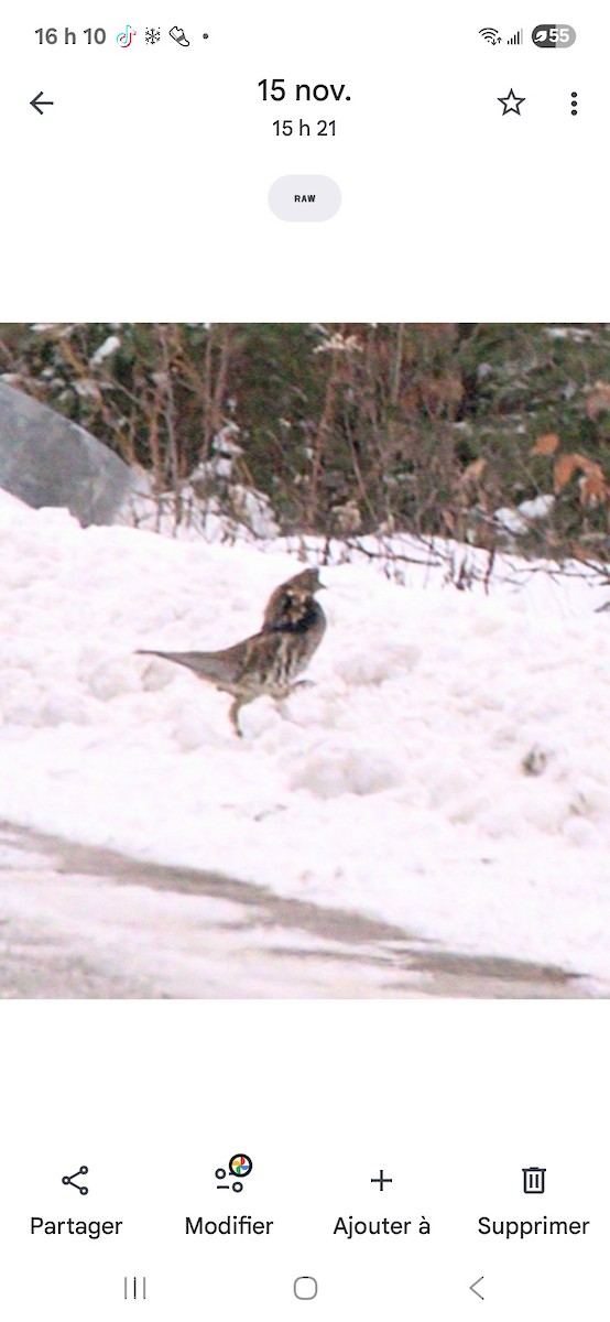 Ruffed Grouse - ML645325061