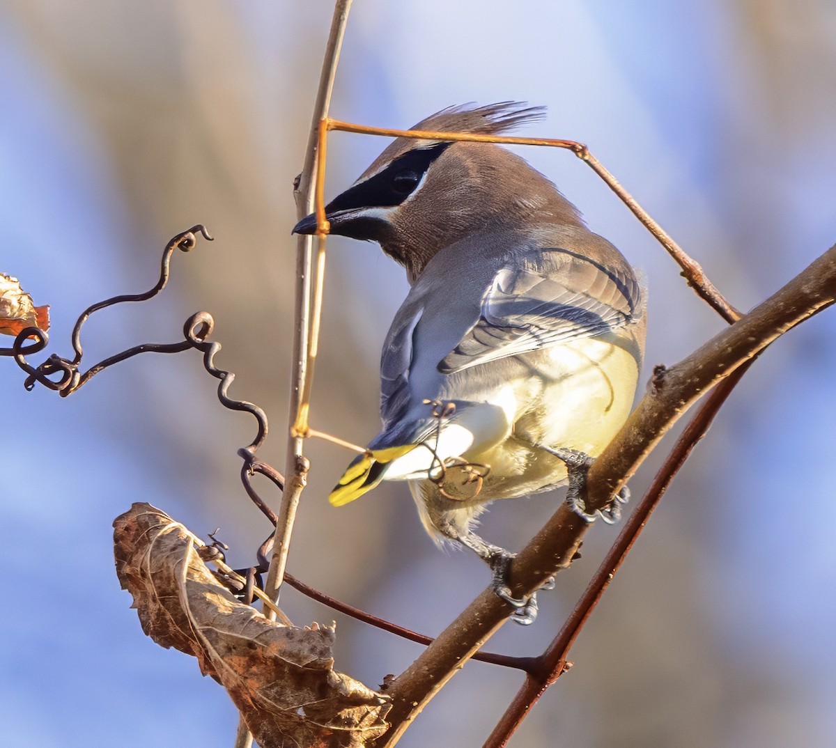 Cedar Waxwing - ML645325063