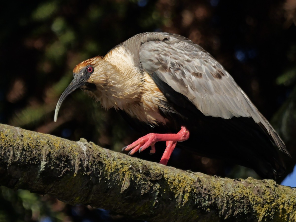 İbikli Sarıca Aynak - ML645325077