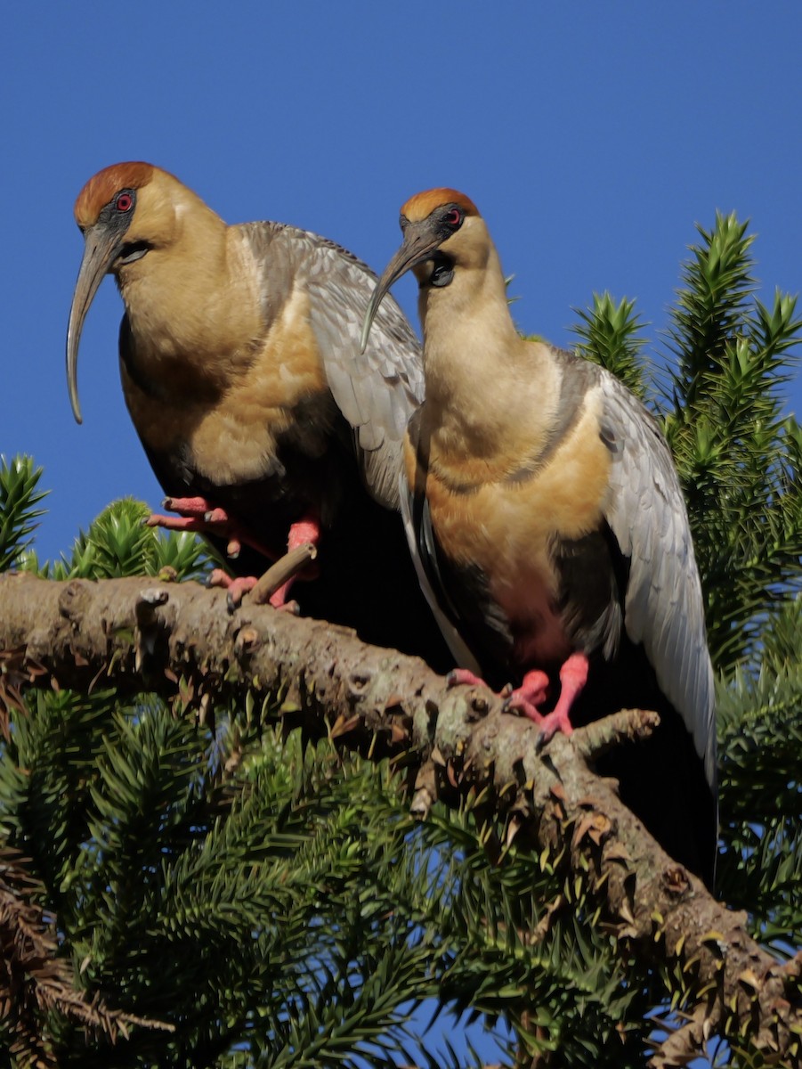 İbikli Sarıca Aynak - ML645325078