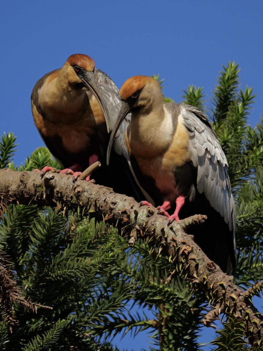 İbikli Sarıca Aynak - ML645325079