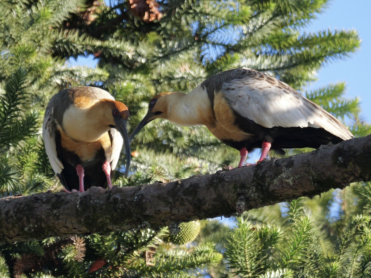 İbikli Sarıca Aynak - ML645325080