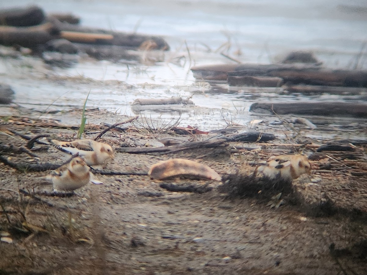 Snow Bunting - ML645325083