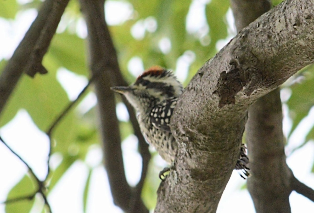 Checkered Woodpecker - ML645325090
