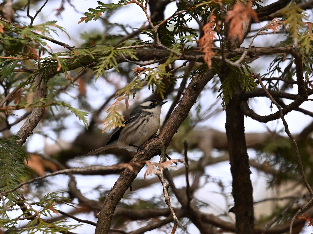 Black-throated Gray Warbler - ML645325094