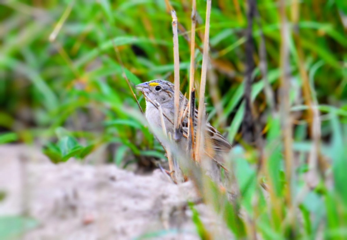 Grassland Sparrow - ML645325103