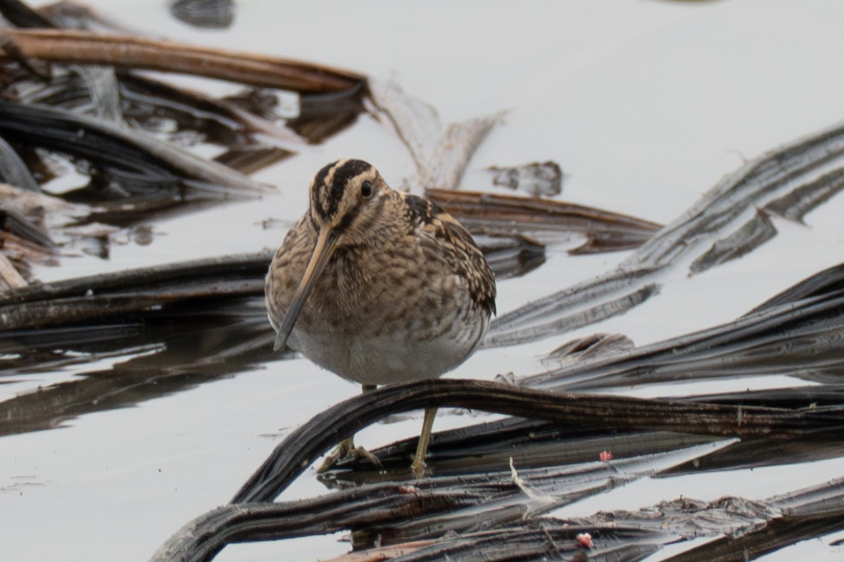 Common Snipe - ML645325111