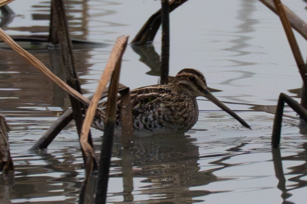 Common Snipe - ML645325112