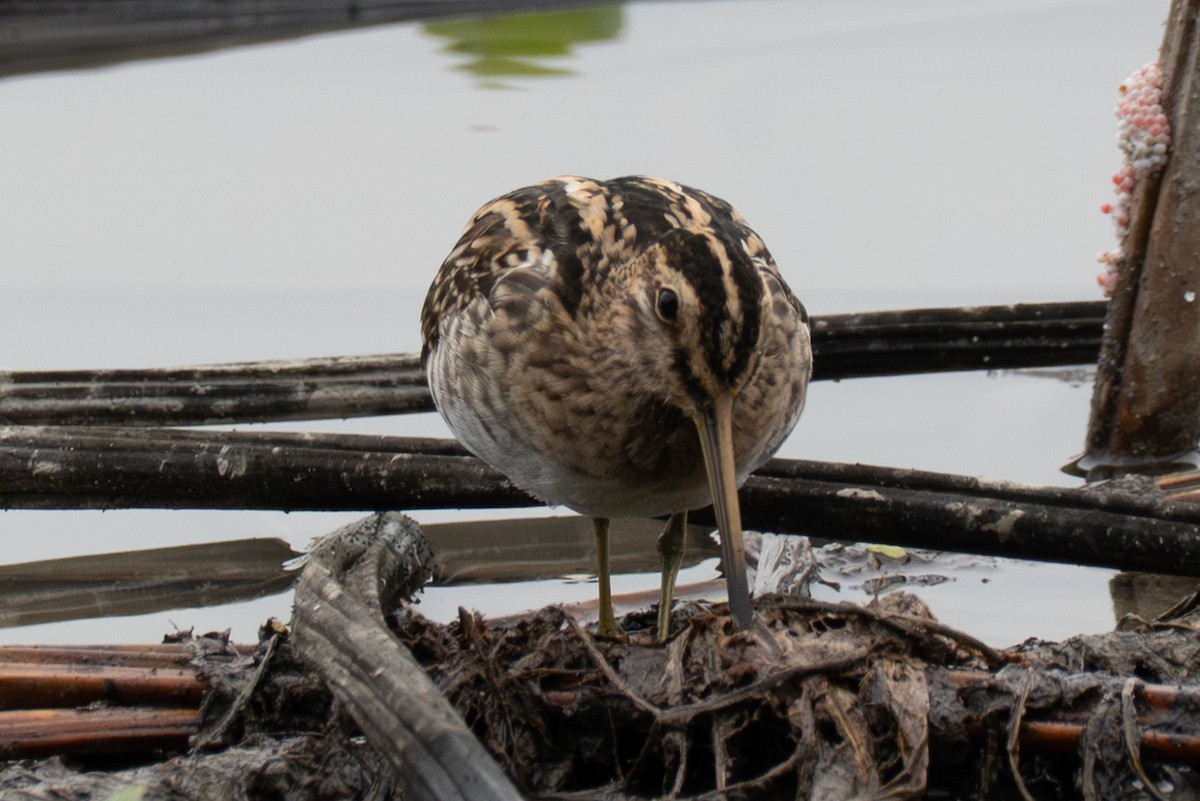 Common Snipe - ML645325113