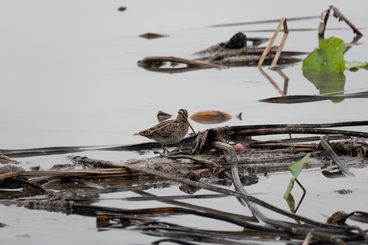 Common Snipe - ML645325114