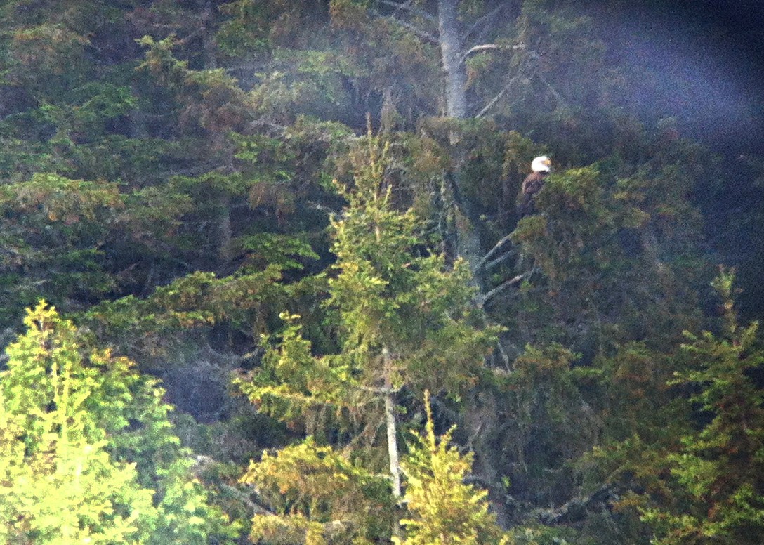 Pygargue à tête blanche - ML645325118