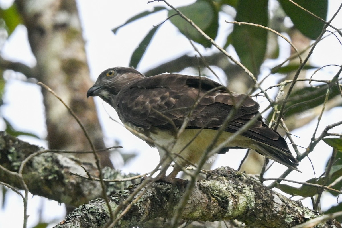 Madagascar Cuckoo-Hawk - ML645325155