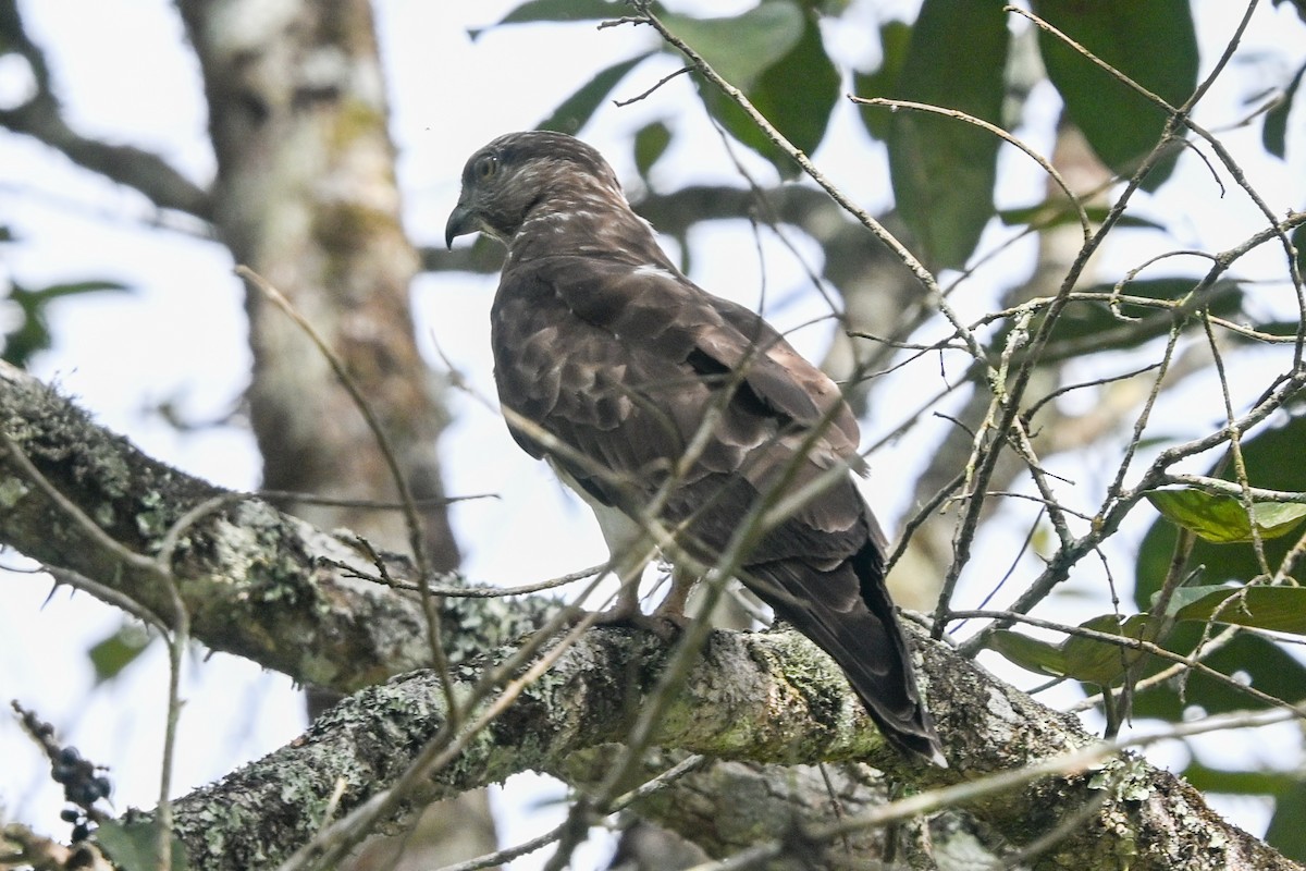 Madagascar Cuckoo-Hawk - ML645325156
