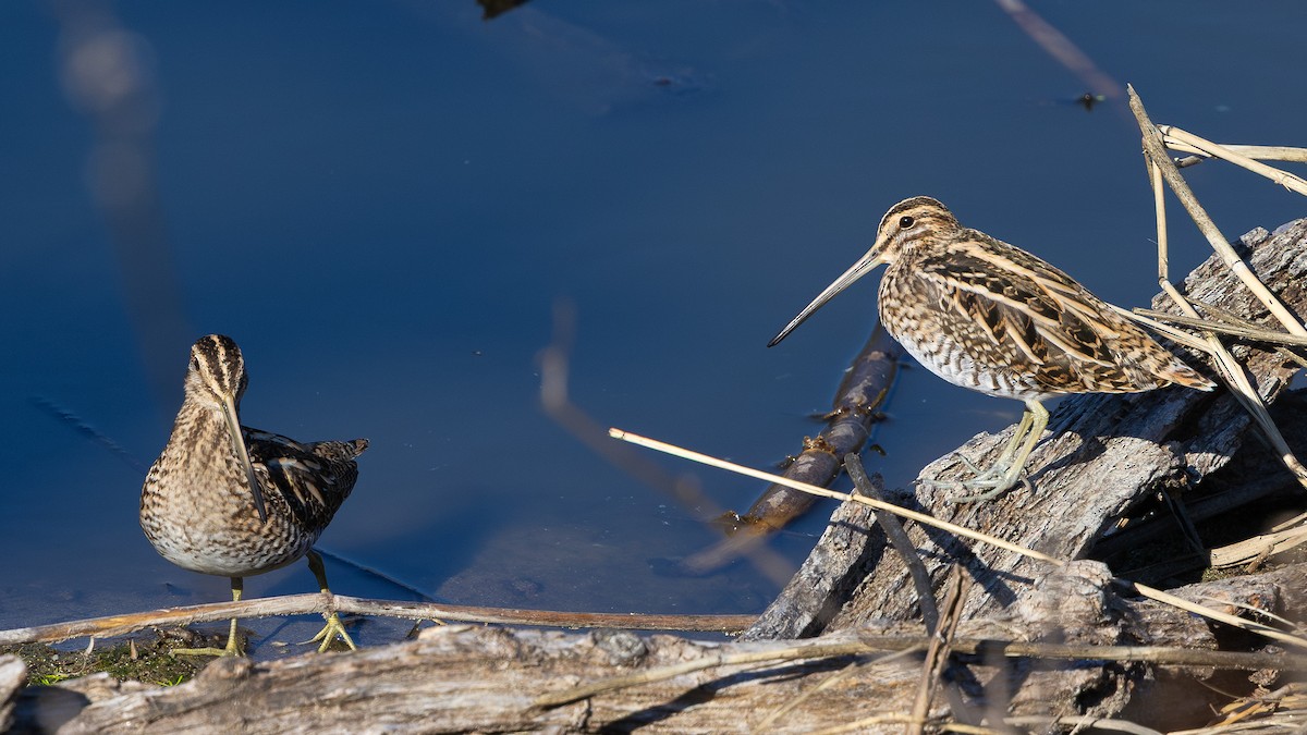 Common Snipe - ML645325158