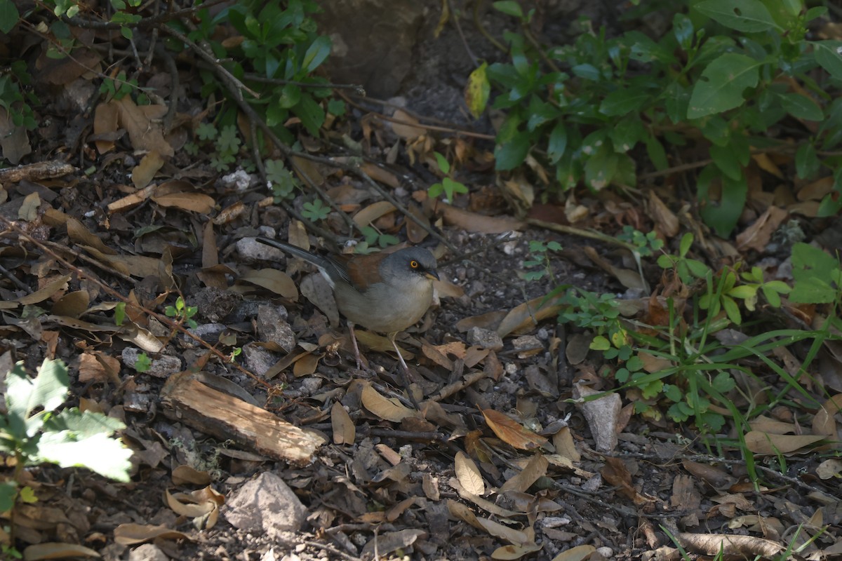 Yellow-eyed Junco - ML645325170