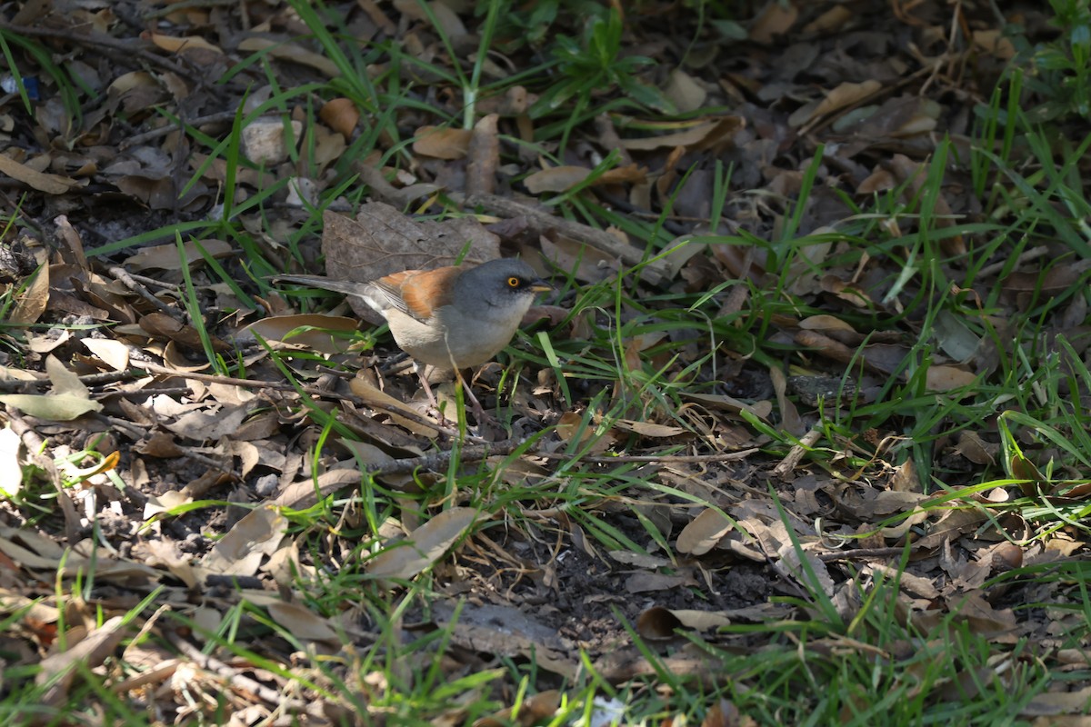 Yellow-eyed Junco - ML645325171