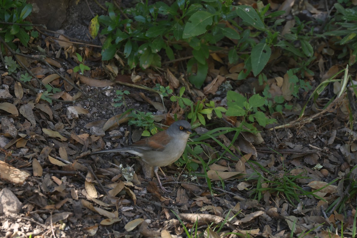 Yellow-eyed Junco - ML645325172