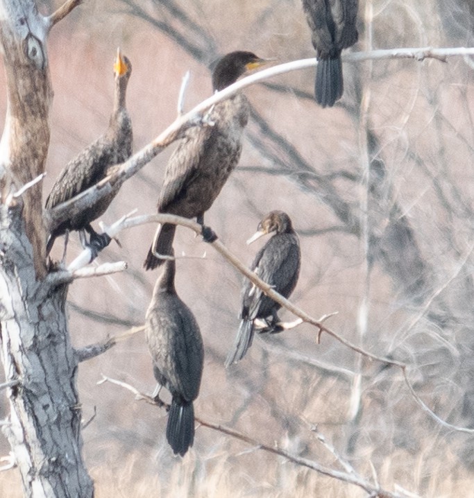 Neotropic Cormorant - ML645325192