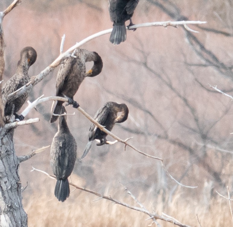 Neotropic Cormorant - ML645325193