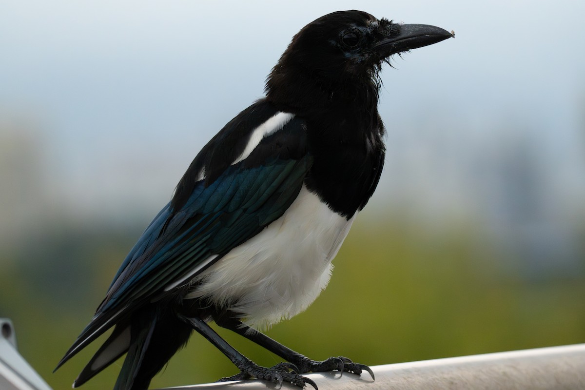 orientskjære - ML645325210