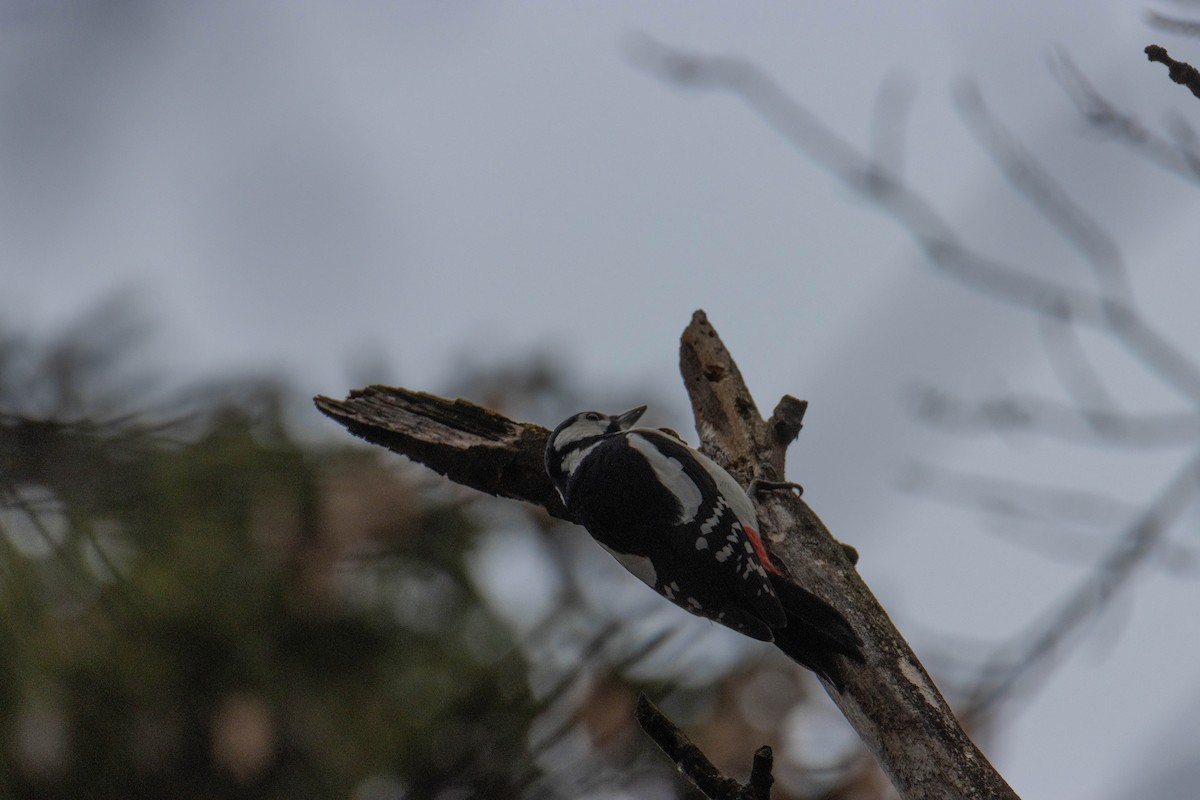 Great Spotted Woodpecker - ML645325223