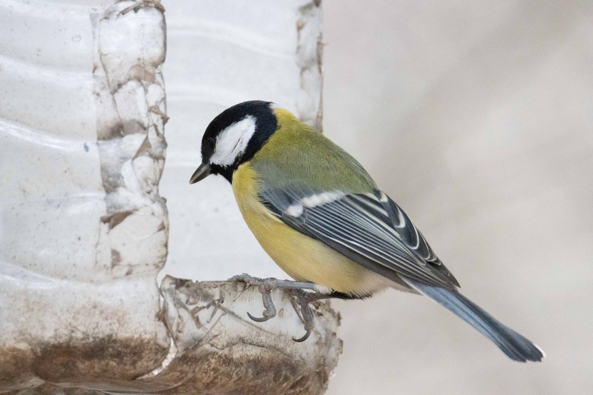 Great Tit - ML645325228