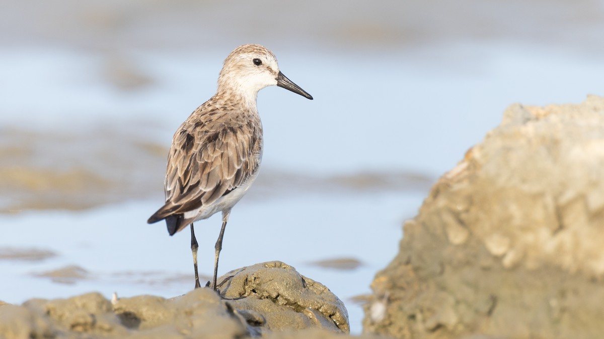 Semipalmated Sandpiper - ML645325231