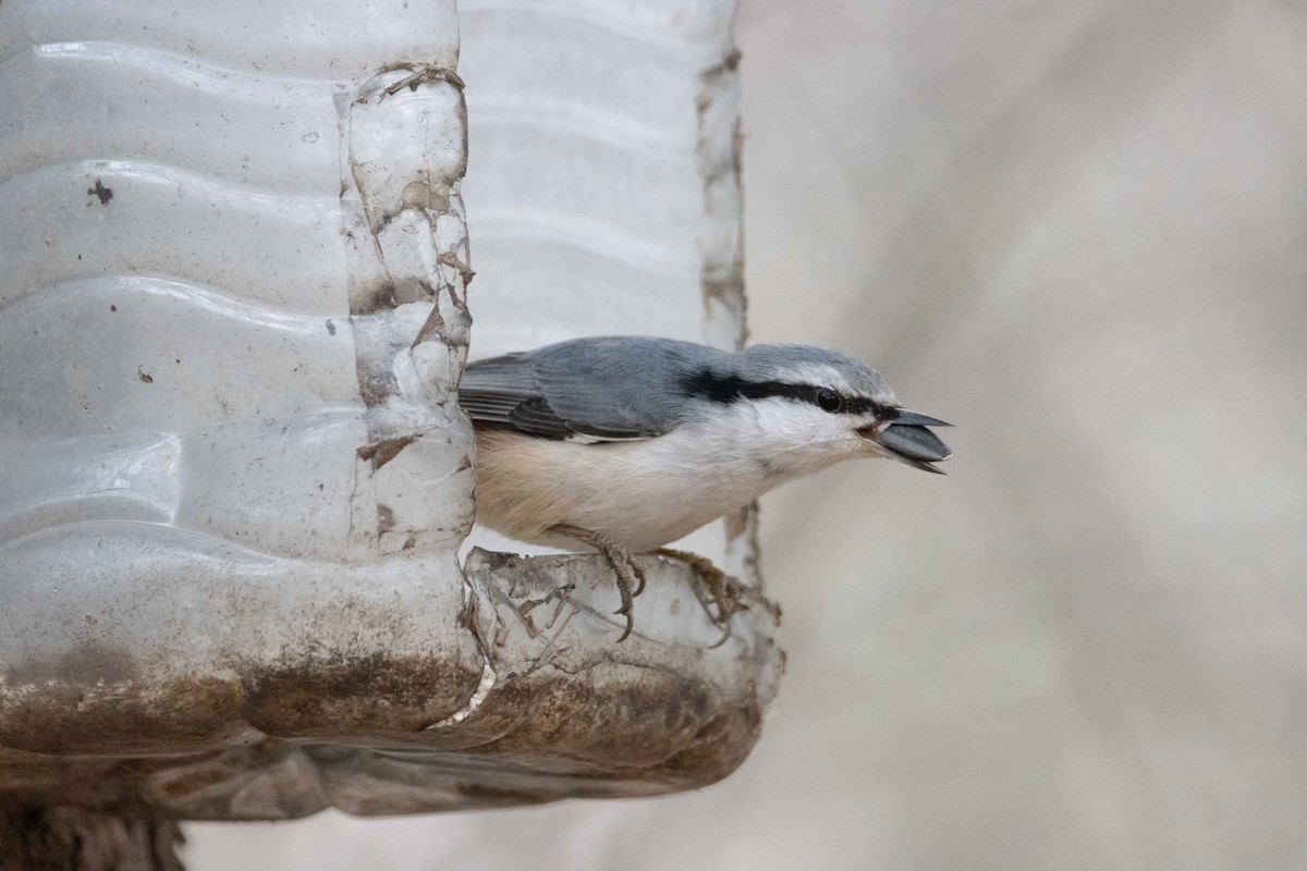 Повзик звичайний - ML645325233