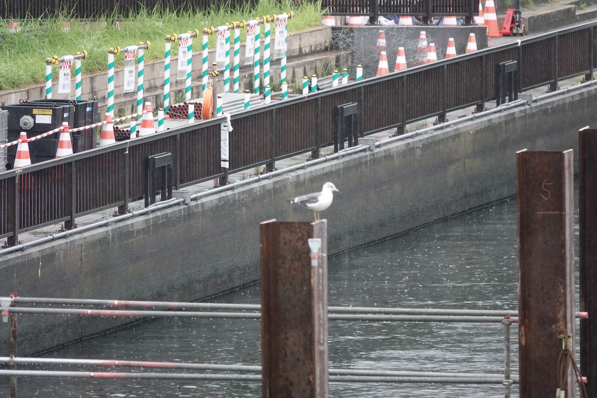 Vega Gull - ML645325239