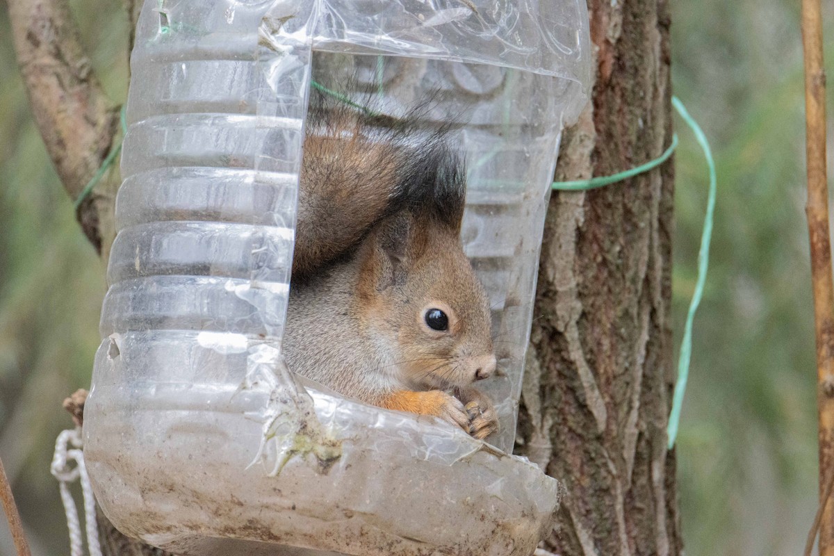 歐亞紅松鼠 - ML645325242