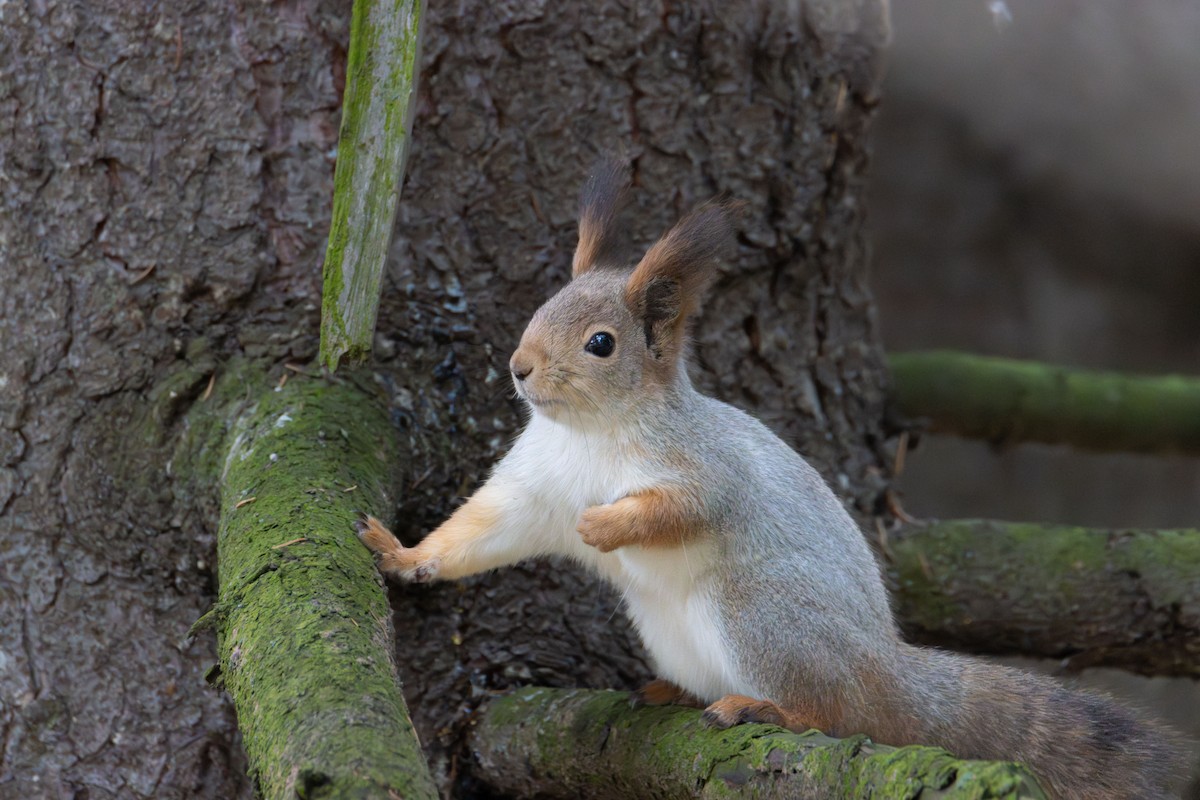 歐亞紅松鼠 - ML645325243
