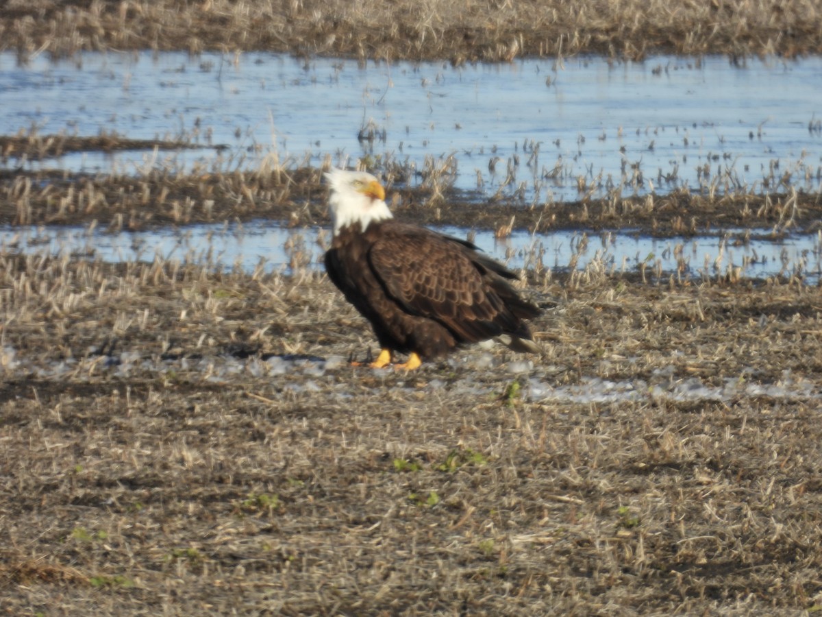 Pygargue à tête blanche - ML645325244