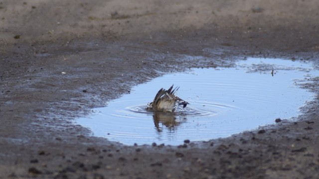 Savannah Serçesi - ML645325245