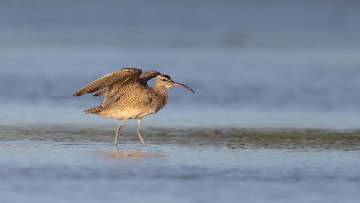 Hudsonian Whimbrel - ML645325247